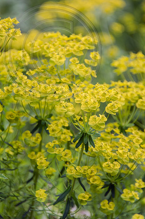 HUNTINGBROOK JIMI BLAKE  Euphorbia