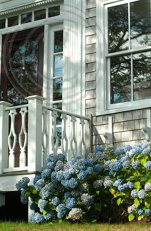 HYDRANGEAS CAPE COD
