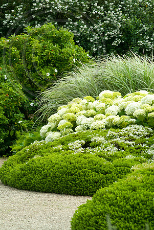 HYDRANGEA ARBORESCENS ANNABELLE