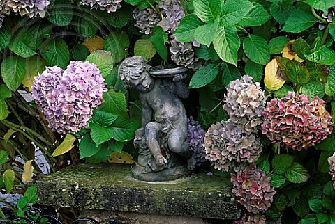 HYDRANGEAS AND A LEAD CHERUB.  LAKEMOUNT, GLANMIRE, EIRE