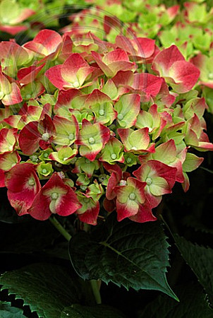 HYDRANGEA MACROPHYLLA 'LEUCHTFEUER'