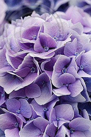 HYDRANGEA MACROPHYLLA 'ANHONG'