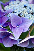 HYDRANGEA MACROPHYLLA 'RANICE NIZZA'