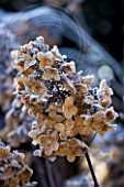 WOLLERTON OLD HALL, SHROPSHIRE: WINTER GARDEN IN FROST - CLOSE UP OF THE FROSTED FLOWERS OF HYDRANGEA PANICULATA 'BRUSSELS LACE'