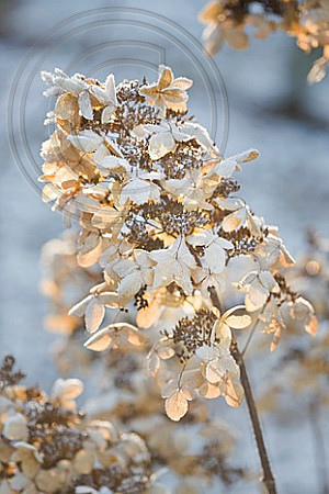 FROSTY FLOWER HEAD OF HYDRANGEA PANICULATA 'STARLIGHT FANTASY DEGUSTAR' AT THE RHS GARDENS, WISLEY, SURREY. WINTER