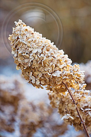 FROSTY FLOWER HEAD OF HYDRANGEA PANICULATA 'VANILLE FRAISE RENHY' AT THE RHS GARDENS, WISLEY, SURREY. WINTER