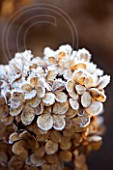 FROSTY FLOWER HEAD OF HYDRANGEA PANICULATA 'VANILLE FRAISE RENHY' AT THE RHS GARDENS, WISLEY, SURREY. WINTER