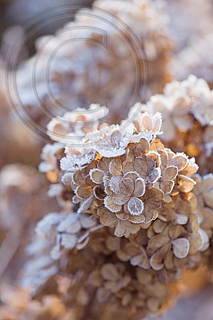 FROSTY FLOWER HEAD OF HYDRANGEA PANICULATA 'VANILLE FRAISE RENHY' AT THE RHS GARDENS, WISLEY, SURREY. WINTER