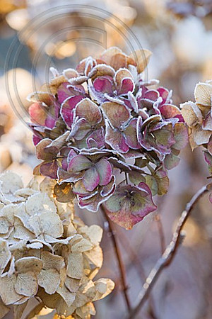 FROSTY FLOWER HEAD OF HYDRANGEA MACROPHYLLA 'ALTONA' AT THE RHS GARDENS, WISLEY, SURREY. WINTER