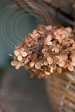THE GARDEN AND PLANT COMPANY, HATHEROP, GLOUCESTERSHIRE: DRIED HYDRANGEAS