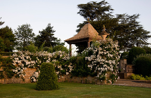 roses smother the walls and pegola