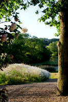 roses frame arch ways