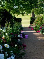 Peony walk