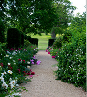 the peony walk