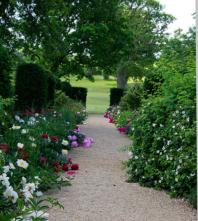 the peony walk