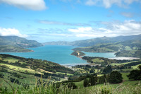 cactus garden nz