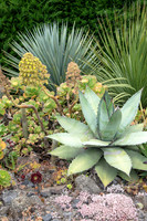 cactus garden south island nz