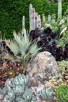 cactus garden south island nz