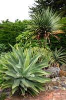 cactus garden south island nz