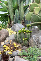 cactus garden south island nz