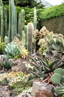 cactus garden south island nz
