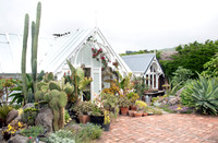 cactus garden south island nz