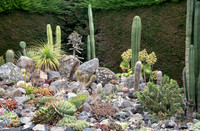 cactus garden south island nz