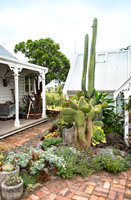 cactus garden south island nz