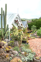 cactus garden south island nz