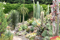 cactus garden south island nz