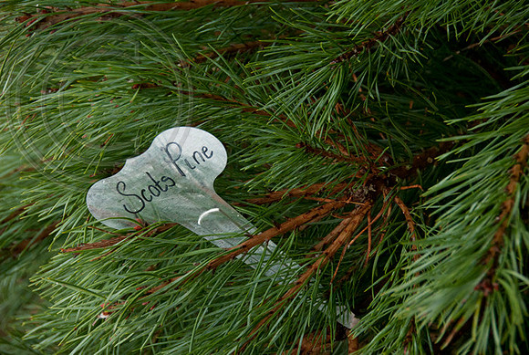 SCOTS PINE