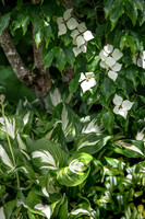 TREE LILY GARDEN , NZ