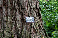 TREE LILY GARDEN , NZ