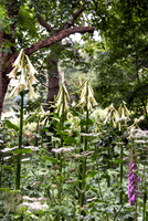 TREE LILY GARDEN , NZ