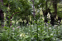 TREE LILY GARDEN , NZ