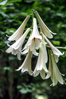 TREE LILY GARDEN , NZ