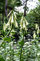 TREE LILY GARDEN , NZ