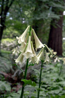 TREE LILY GARDEN , NZ