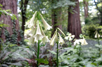 TREE LILY GARDEN , NZ