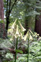 TREE LILY GARDEN , NZ