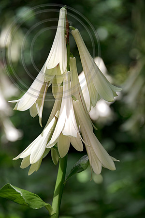 TREE LILY GARDEN , NZ