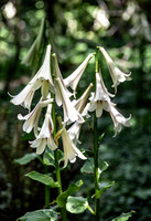 TREE LILY GARDEN , NZ