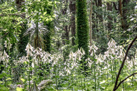 TREE LILY GARDEN , NZ