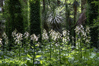 TREE LILY GARDEN , NZ