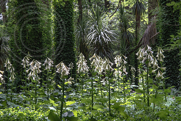 TREE LILY GARDEN , NZ