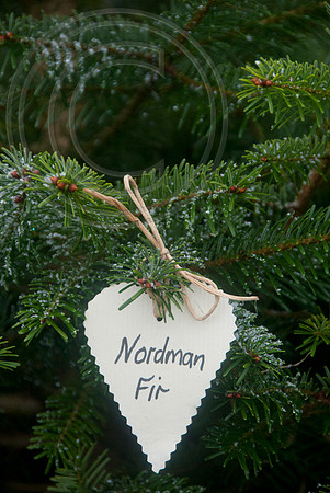 NORDMAN FIR
