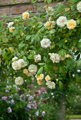 RAMBLING ROSA MALVERN HILLS