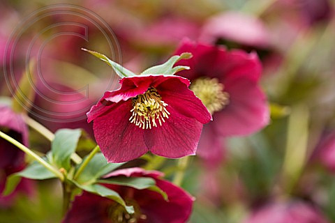 - HELLEBORUS ORIENTALIS HYBRIDS 'HARVINGTON REDS'