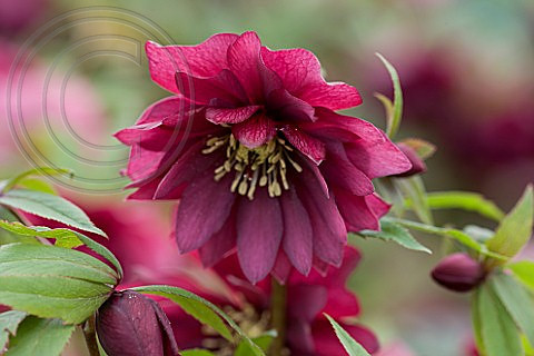 HELLEBORUS ORIENTALIS HYBRIDS 'HARVINGTON DOUBLE REDS'