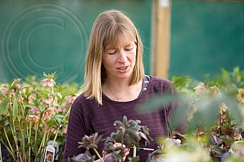 CLOSE UP OF HARVINGTON HELLEBORE - OWNER PENNY DAWSON POLLINATES HELLEBORES